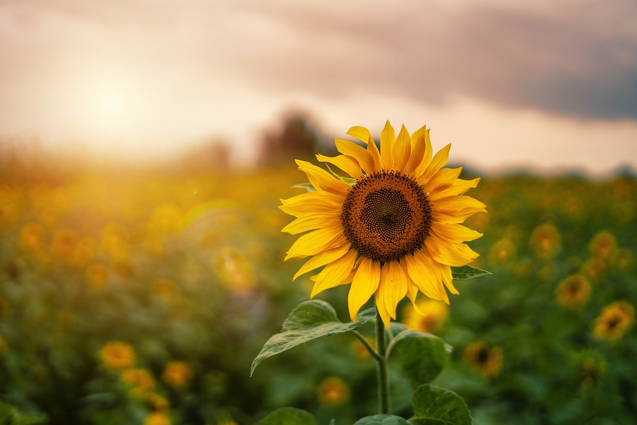 Image of sunflower backlit by the sunset. 