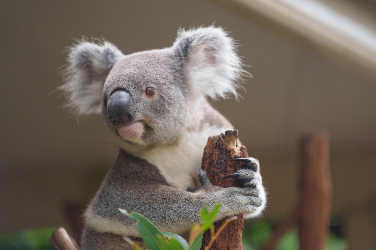 Brisbane’s best accessible experiences