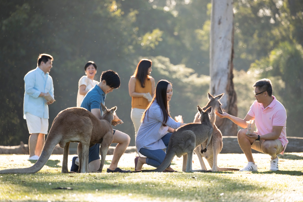 A group of people feeding and playing with kangaroos at Lone Pine Koala Sanctuary.