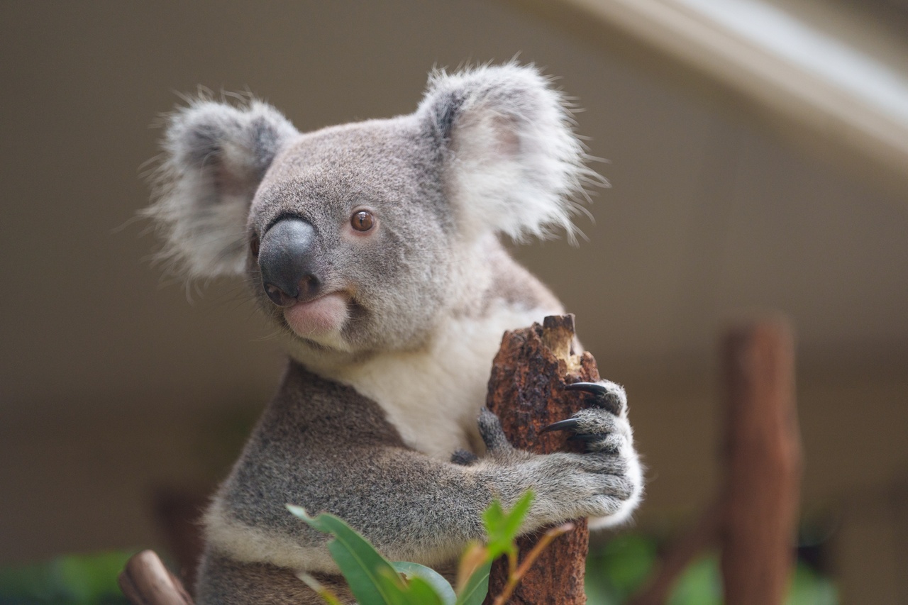 A koala in a tree at Lone Pine Koala Sanctuary 
