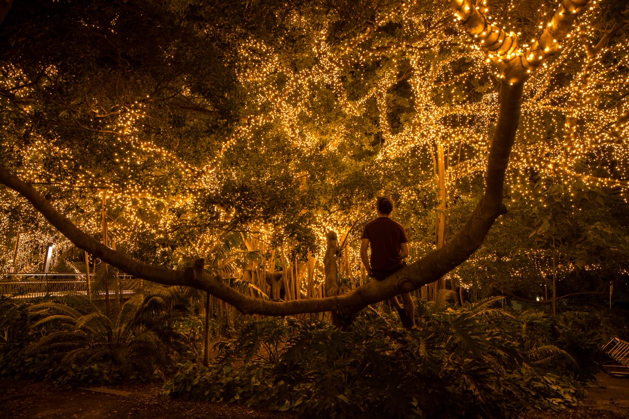 A man sits in a tree covered in fairy lights at Brisbane QUT Garden's Point campus.