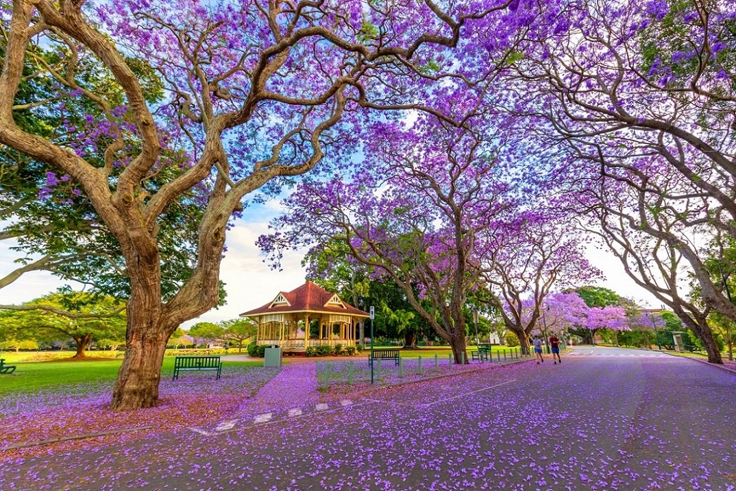 Purple Jacaranda flowers cover the trees and ground at New Farm Park.