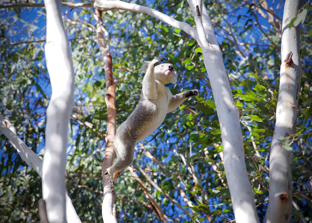 An image of a koala jumping between gumtree branches.
