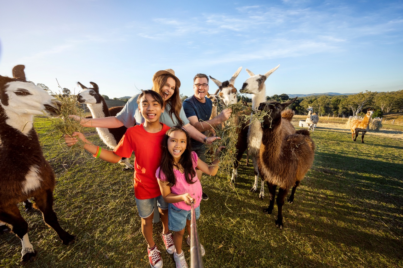 A family of four experiences QLD's largest herd of llamas at The Llama Farm in Ipswich.