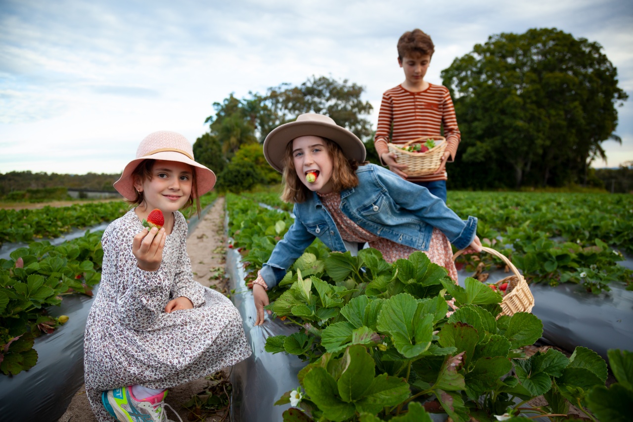 An image of three children picking and eating strawberries at Chambers Flat Strawberry Farm.