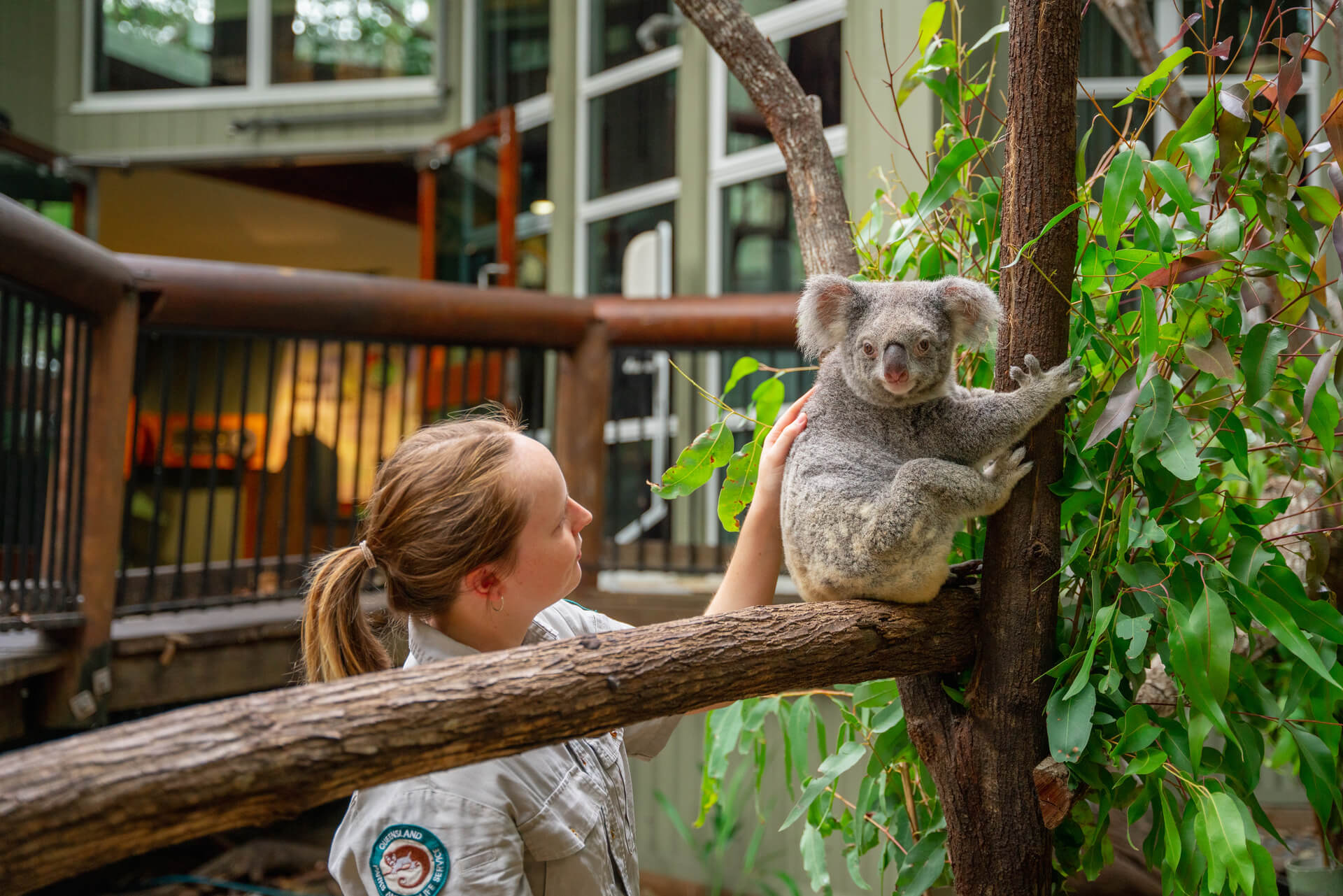 Wildlife expert with a Koala at Daisy Hill Koala Centre