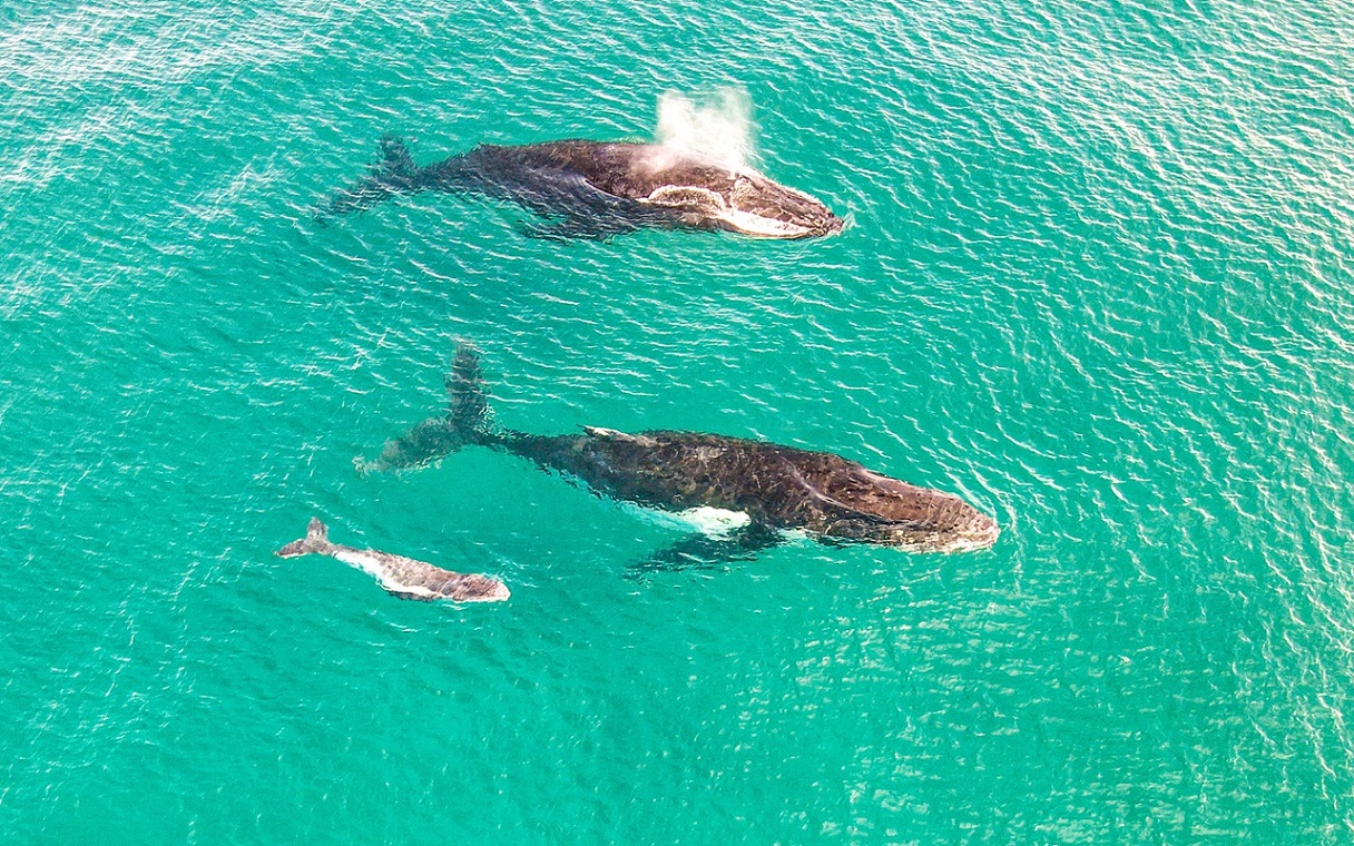 Aerial of Three Humpback Whales at North Stradbroke Island / Minjerribah