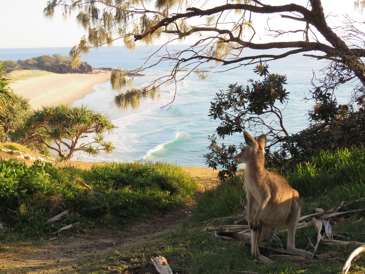 A Kangaroo at Point Lookout, North Stradbroke Island / Minjerribah