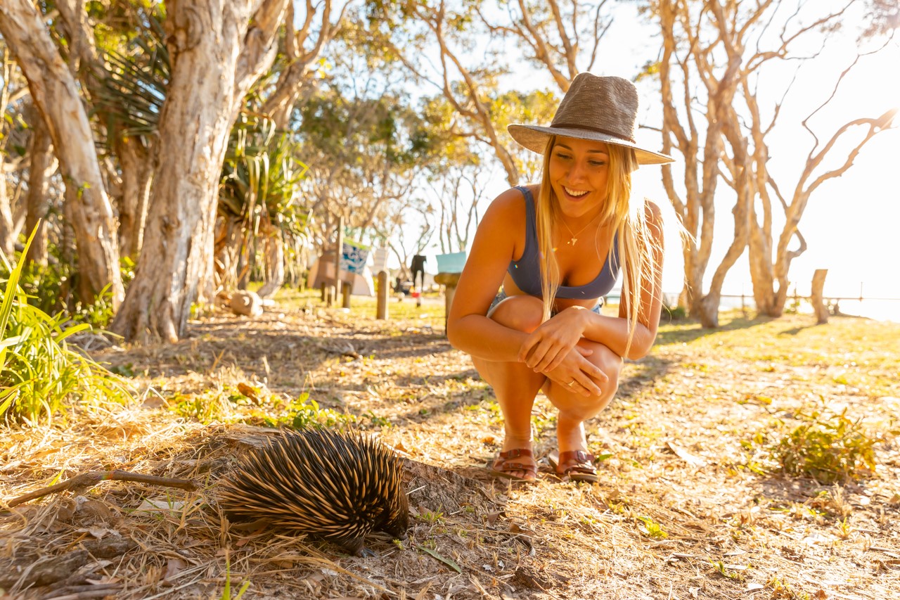 A portrait of a woman looking at an echidna on North Stradbroke Island.