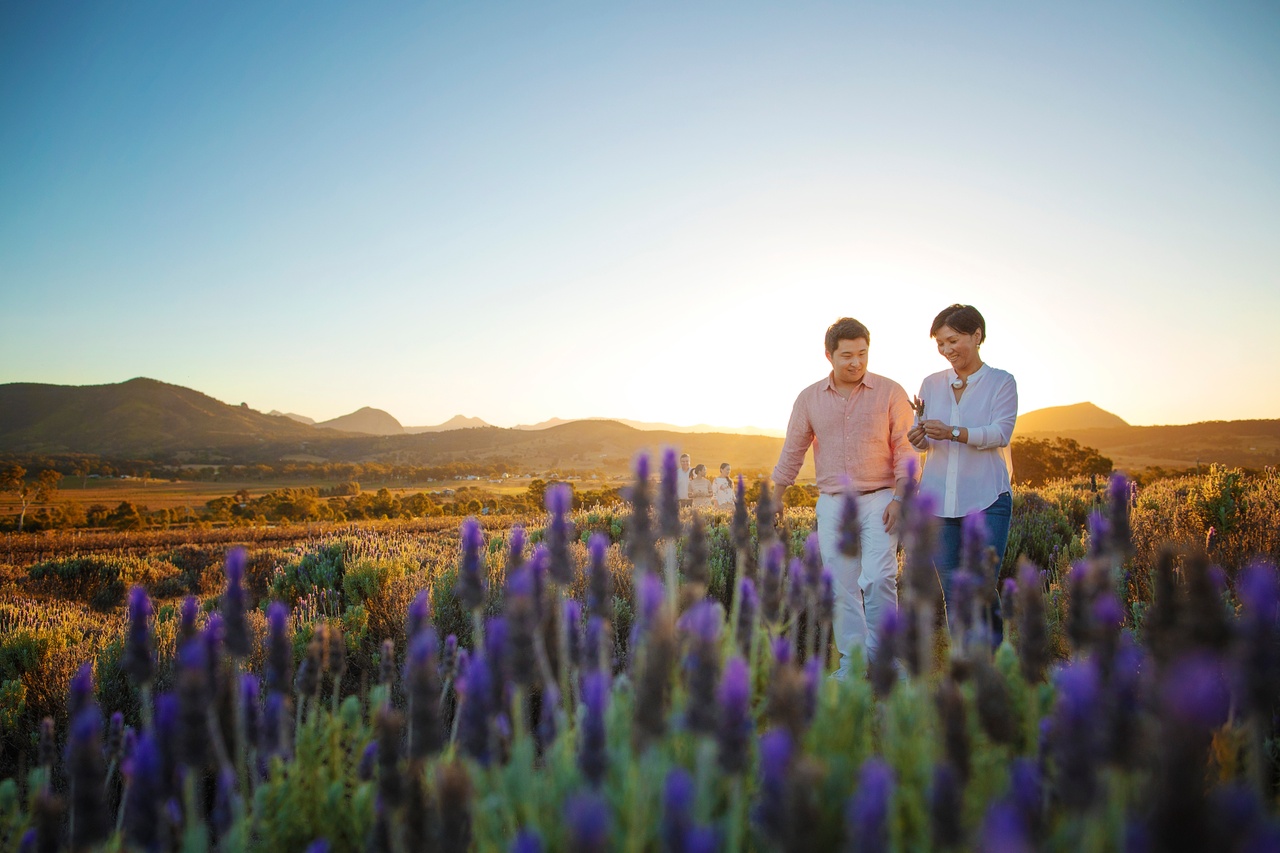 A couple walking on a lavender field at Kooroomba Lavender Farm at sunset.