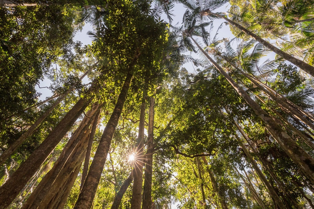 An image of a canopy of trees in a rainforest, with sunlight peeking through the branches.