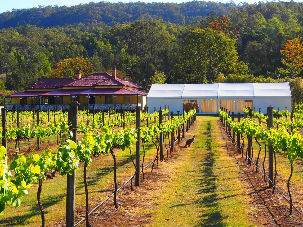 Shot of vineyard in front of buildings at O’Reilly’s Canungra Valley Vineyards.