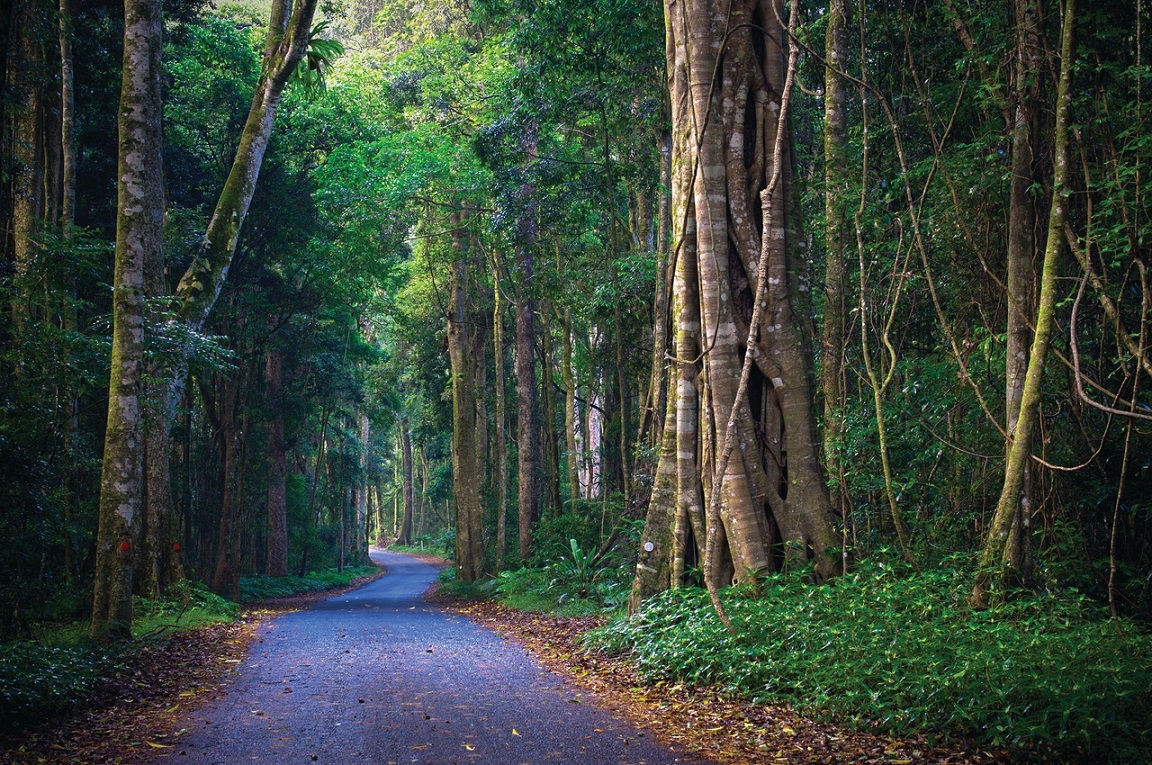 Shot of rainforest walkway, O'Reilly's Rainforest Retreat.