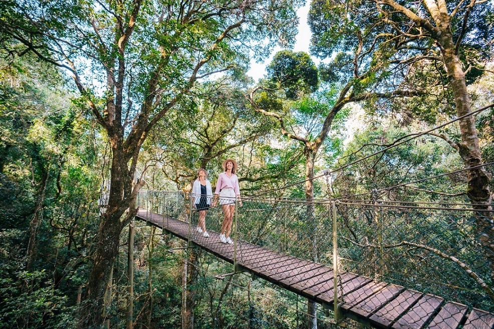 Two women walking across treetop bridge, O'Reilly's Rainforest Retreat.