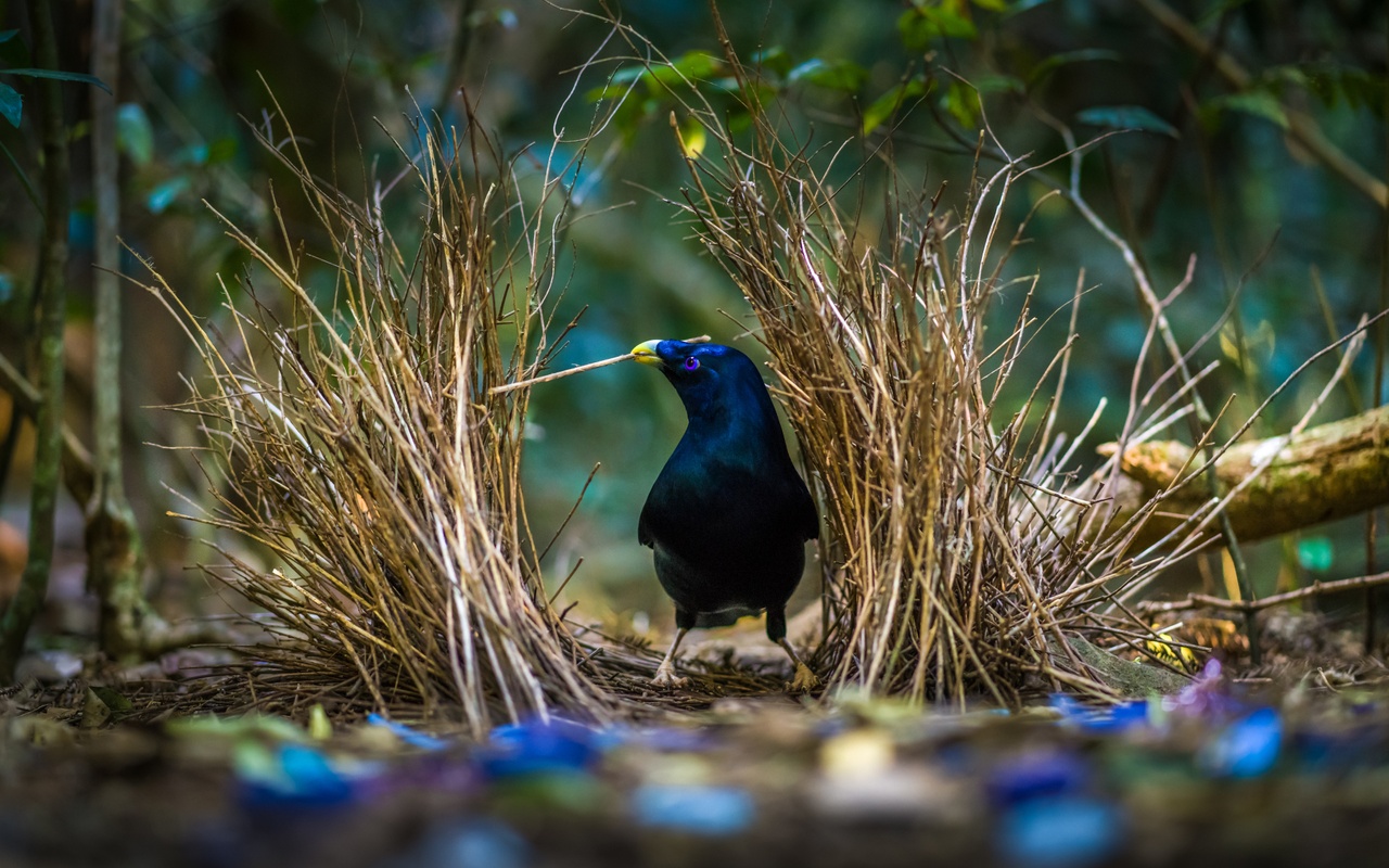 Shot of bowerbird making its nest, O'Reilly's Rainforest Retreat.