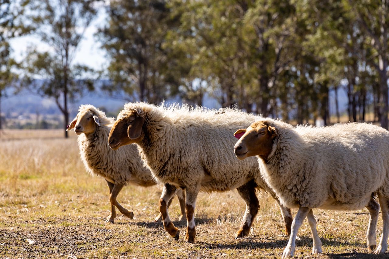 Family friendly farm stays are a stone’s throw from Brisbane