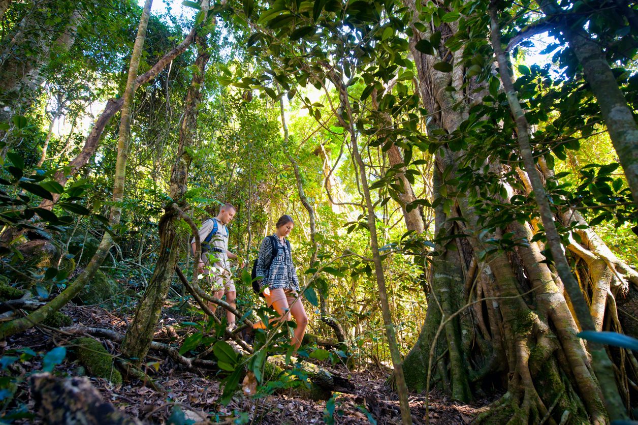Two people walking through forest, O'Reilly's Rainforest Retreat.