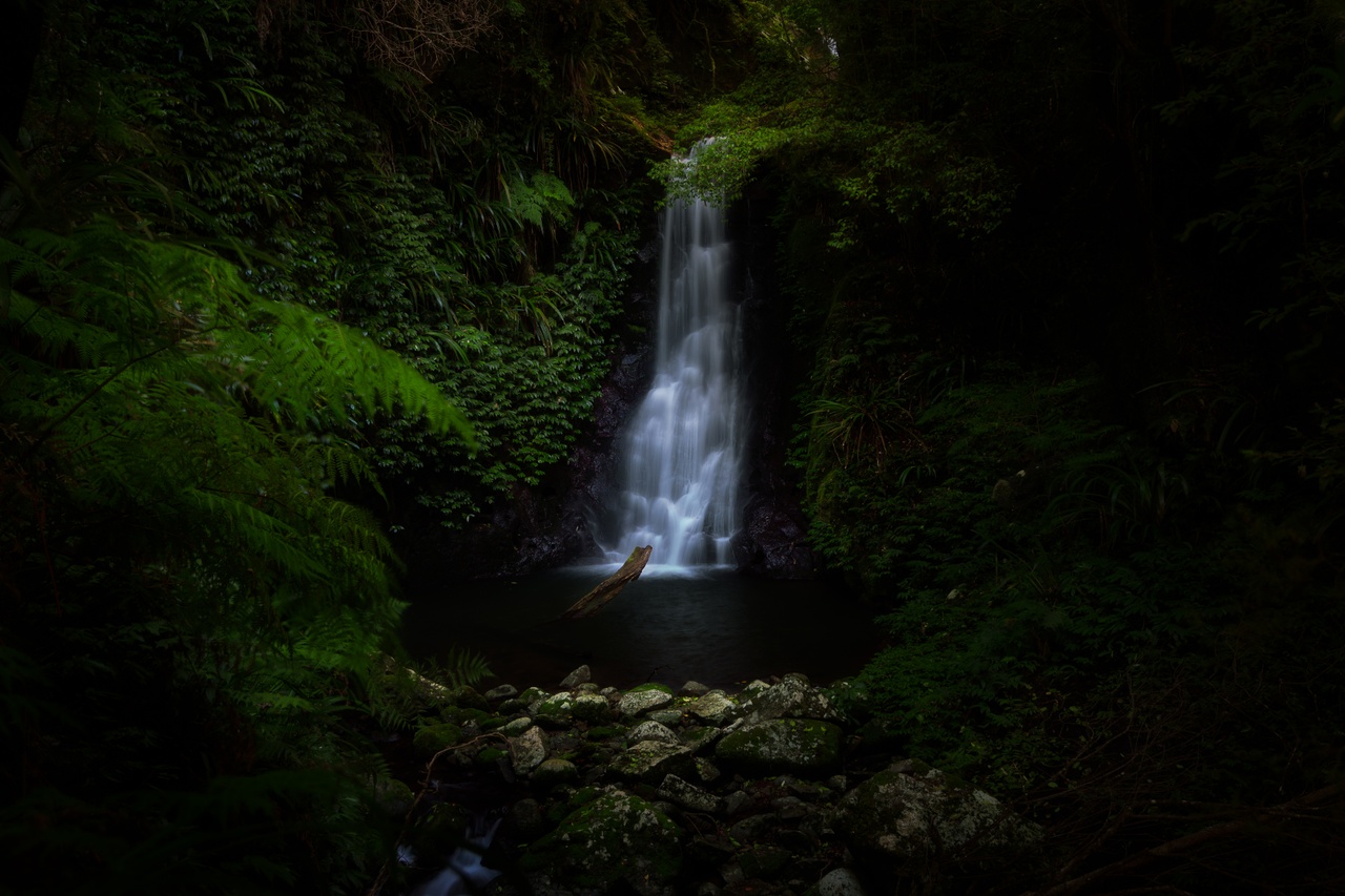 Hidden waterfall among trees and vegetation, O'Reilly's Rainforest Retreat.